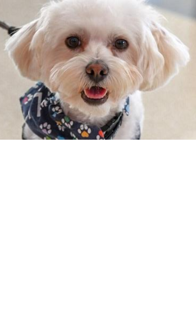 rudy, a white dog with a blue bandana 