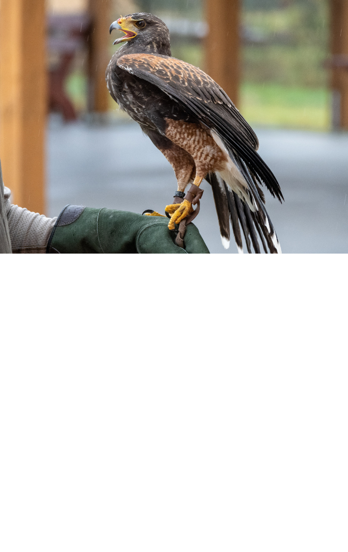 falcon