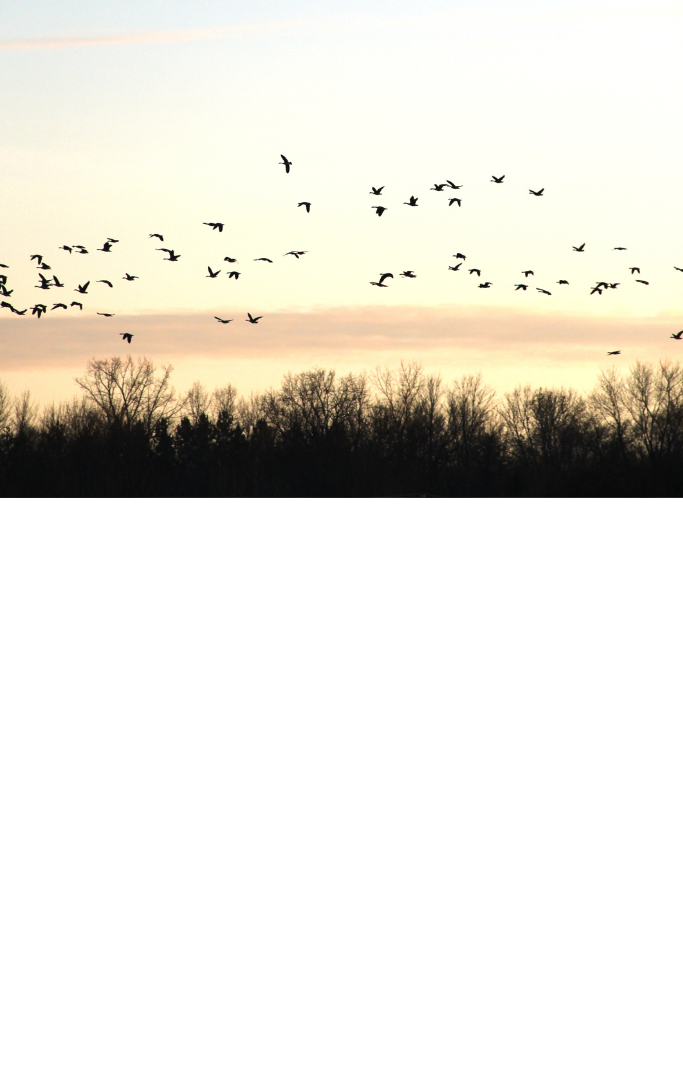 birds flying