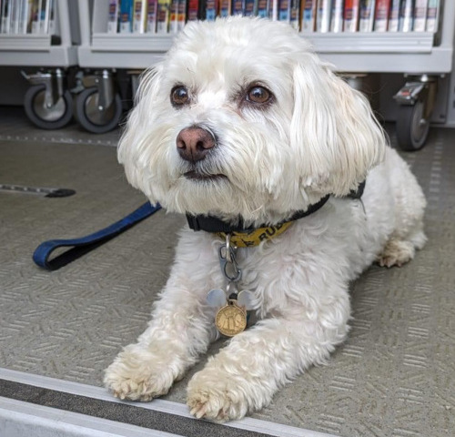 rudy on bookmobile